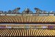 Vietnam: Dragons on the roof of the Điện Thái Hoà (Palace of Supreme Harmony), The Imperial City, The Citadel, Hue